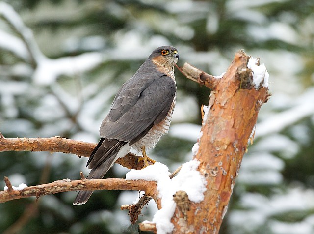 Sperber &copy; Otmar Forster