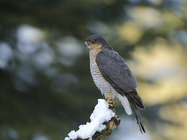 Sperber &copy; Otmar Forster