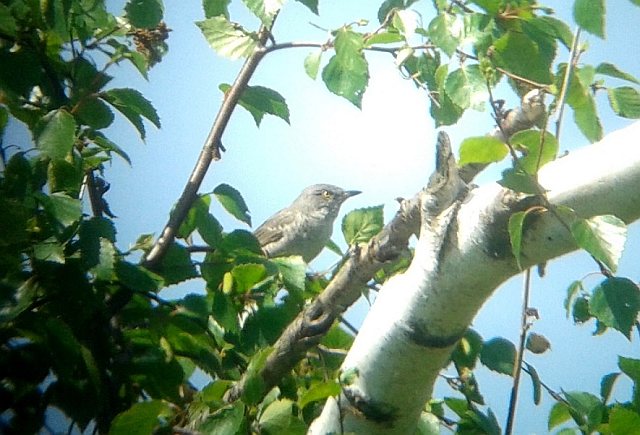 Sperbergrasmücke &copy; Tobias Epple