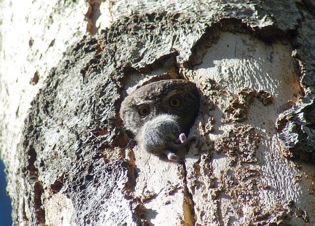 Sperlingskauz &copy; Knut Höltke