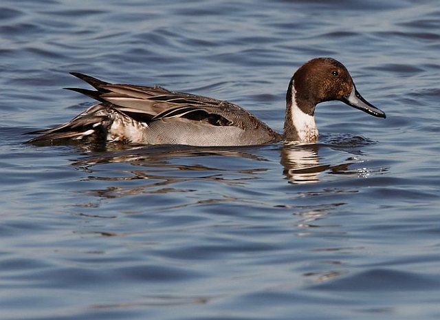 Spießente &copy; Michael Manitz