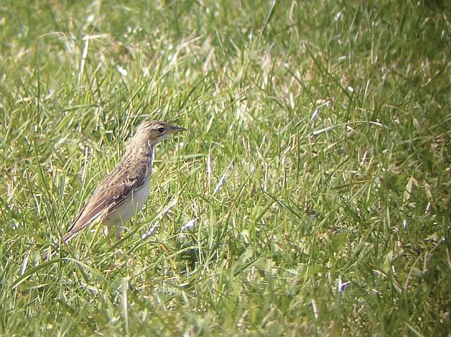 Spornpieper &copy; Markus Gerum