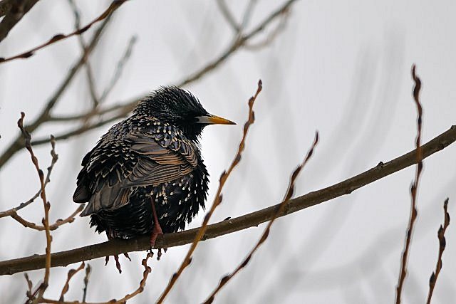 Star &copy; Hartmut Strobel