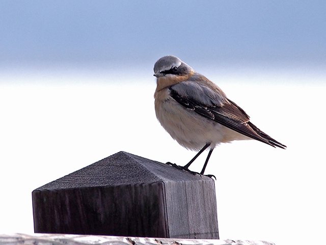 Steinschmätzer &copy; Franz Fischer