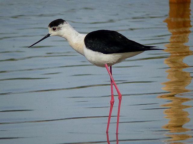 Stelzenläufer &copy; Markus Gerum
