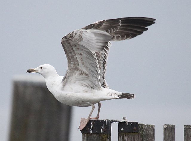 Steppenmöwe &copy; Christian Haass