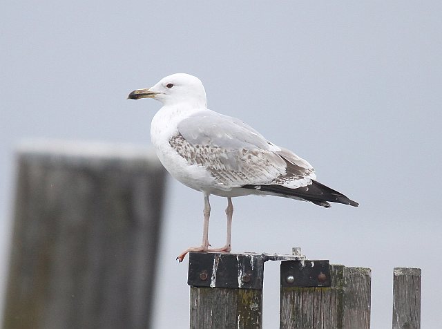 Steppenmöwe &copy; Christian Haass