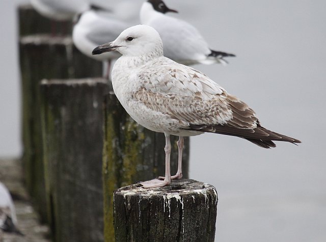 Steppenmöwe &copy; Christian Haass