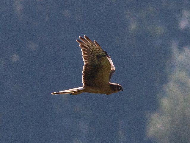 Steppenweihe © Johanna Rathgeber-Knan