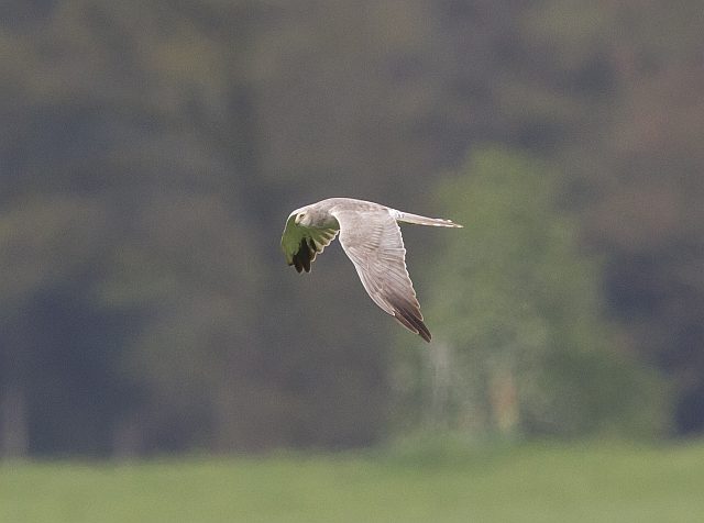 Steppenweihe &copy; Jörg Langenberg