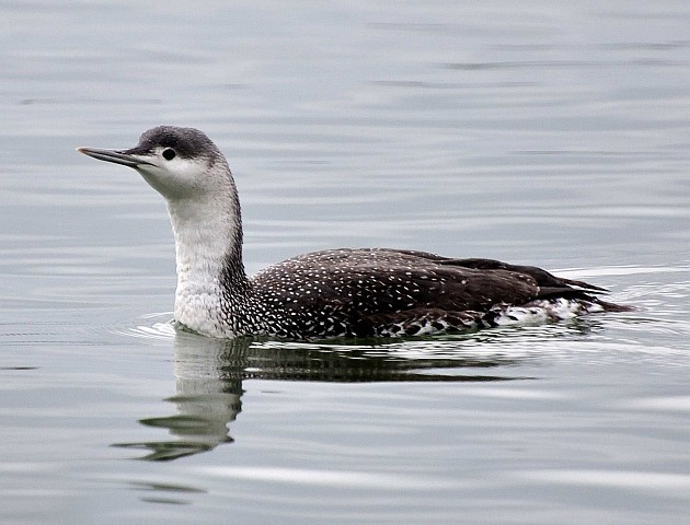 Sterntaucher &copy; Reiner Endriss