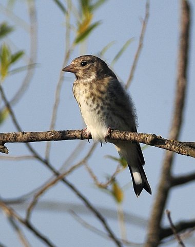 Stieglitz &copy; Norbert Estner