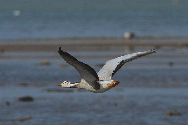 Streifengans &copy; H.-Dieter Naundorf