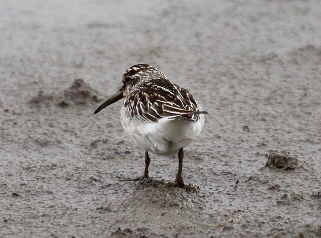 Sumpfläufer &copy; Christian Haass
