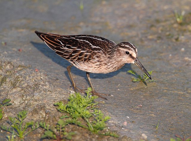 Sumpfläufer &copy; Günter Bachmeier