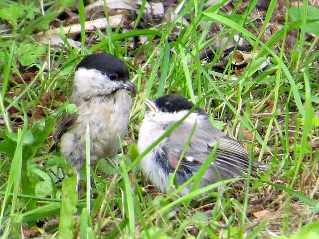 Sumpfmeise &copy; Claudia Neumann