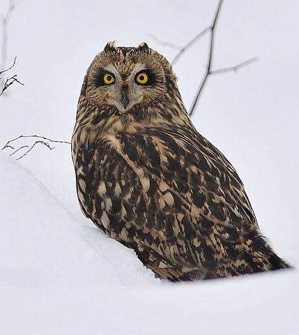 Sumpfohreule &copy; Norbert Estner