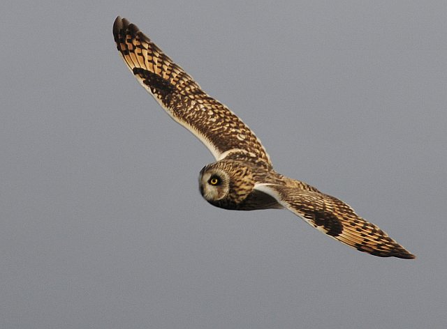 Sumpfohreule &copy; Norbert Estner