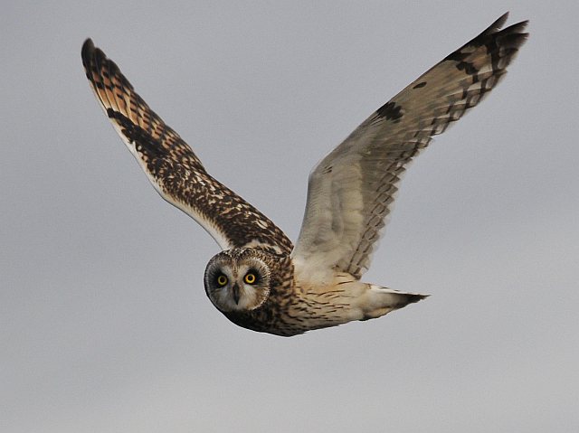 Sumpfohreule &copy; Norbert Estner