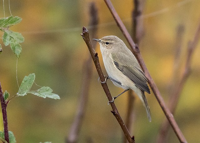 Taigazilpzalp &copy; Andreas Stern