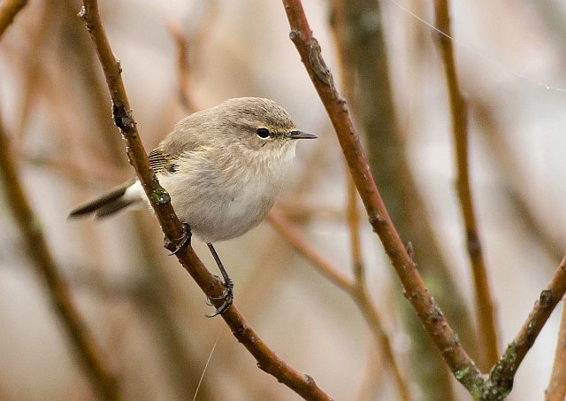 Taigazilpzalp &copy; Andreas Stern