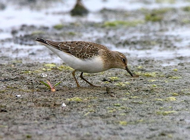 Temminckstrandläufer &copy; Carl-Peter Herbolzheimer