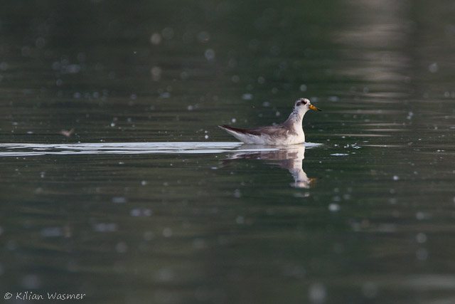 Thorshühnchen © Kilian Wasmer