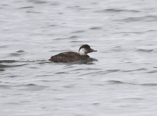 Trauerente &copy; Christian Haass