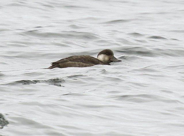 Trauerente &copy; Christian Haass