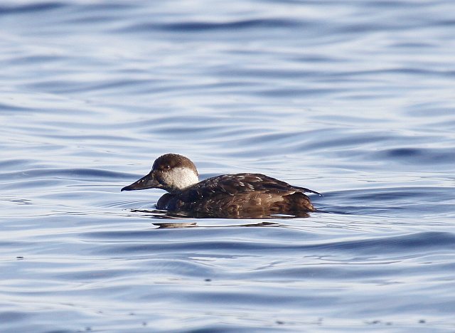Trauerente &copy; Christian Haass