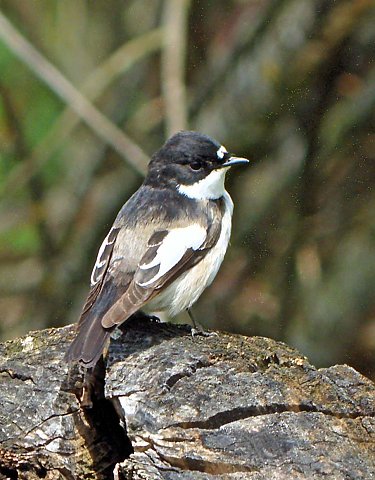 Trauerschnäpper &copy; Jörg Möller