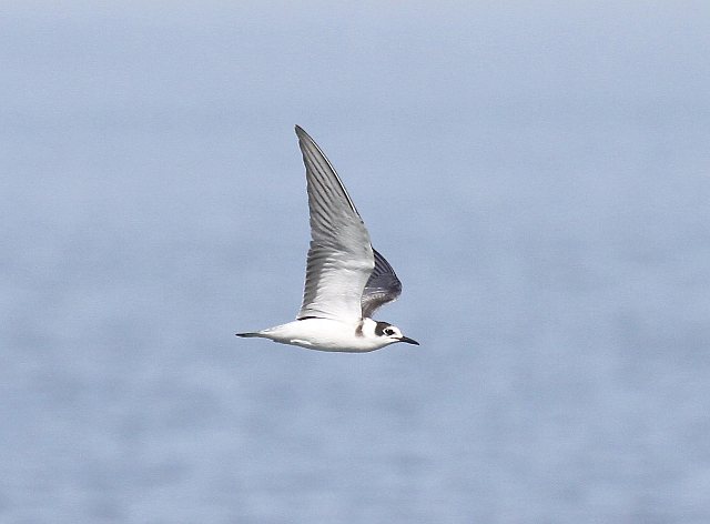 Trauerseeschwalbe &copy; Christian Haass