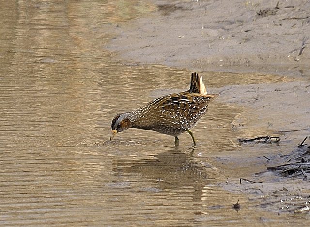 Tüpfelsumpfhuhn &copy; Friedrich Renner