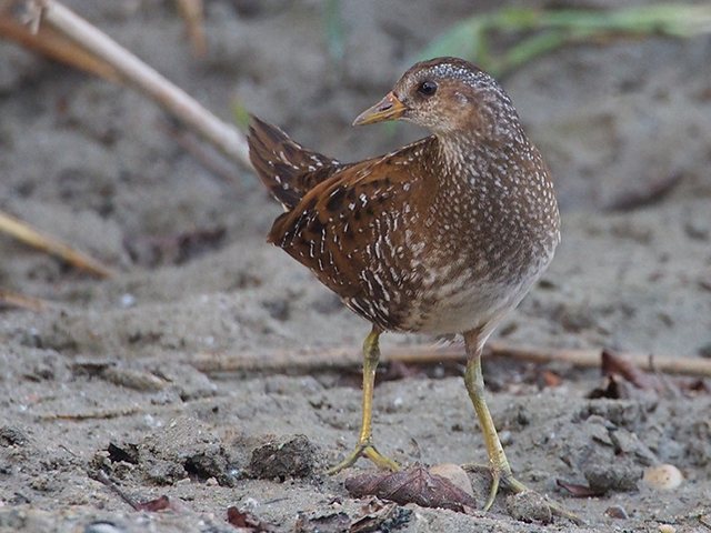 Tüpfelsumpfhuhn &copy; Franz Fischer