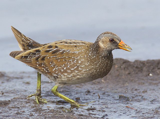Tüpfelsumpfhuhn &copy; Horst Beer