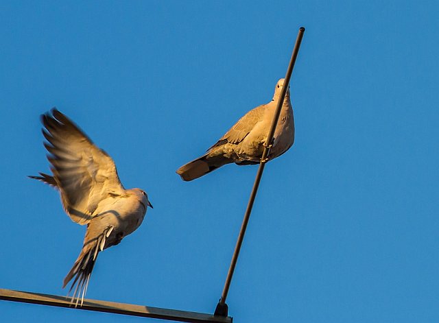 Türkentaube &copy; Carl-Peter Herbolzheimer