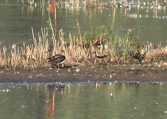 Tundra-Goldregenpfeifer &copy; Christian Haass