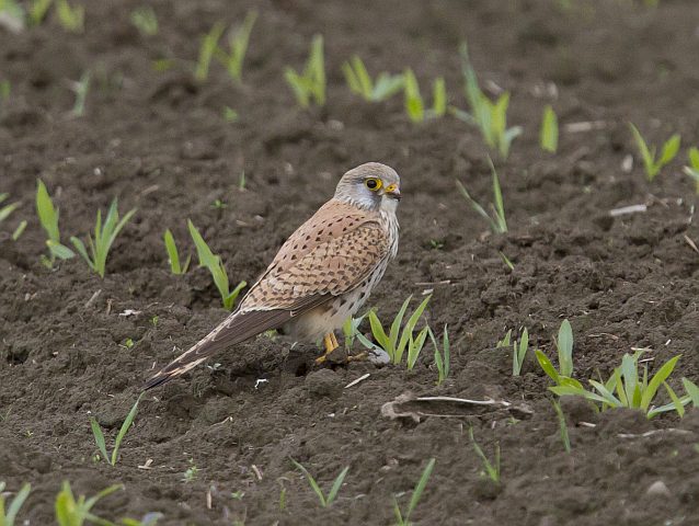 Turmfalke &copy; Jörg Langenberg