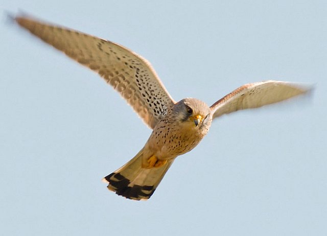 Turmfalke &copy; Michael Manitz