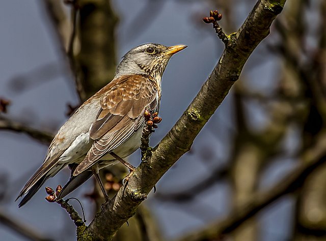 Wacholderdrossel &copy; Carl-Peter Herbolzheimer