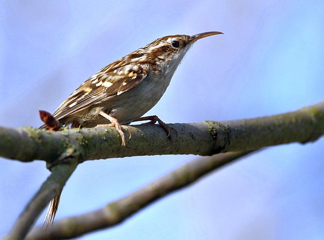 Waldbaumläufer &copy; Carl-Peter Herbolzheimer