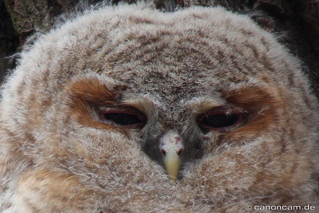 Waldkauz &copy; Sonja Steckhan