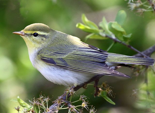 Waldlaubsänger &copy; Carl-Peter Herbolzheimer