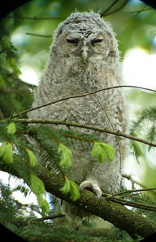 Waldkauz &copy; Knut Höltke