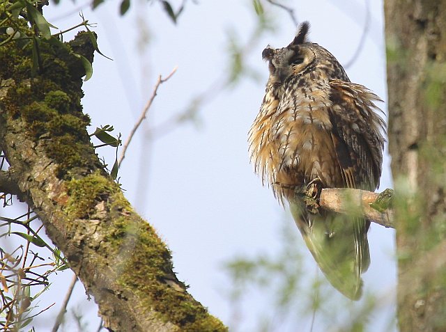 Waldohreule © Christian Haass