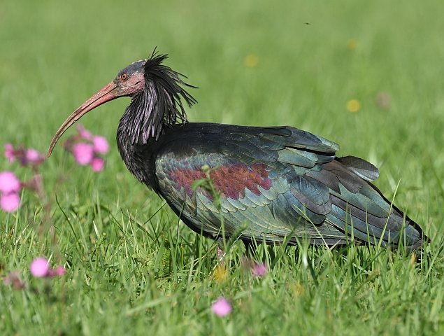 Waldrapp © Peter Ginzinger