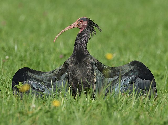 Waldrapp © Peter Ginzinger