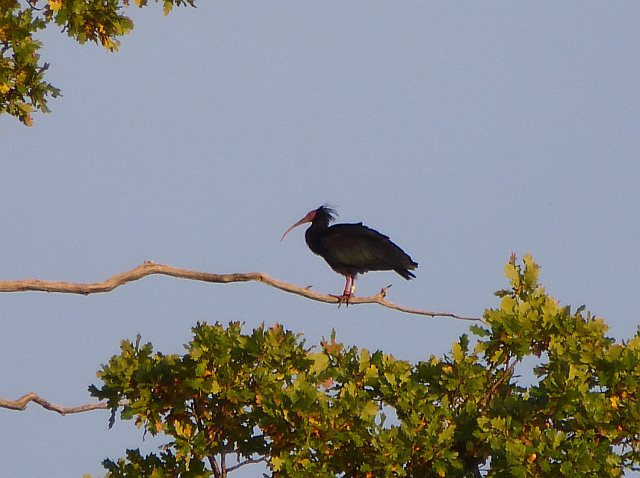 Waldrapp &copy; Michael Lohmann