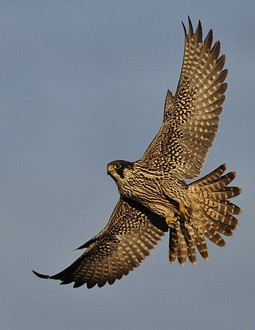 Wanderfalke &copy; Norbert Estner