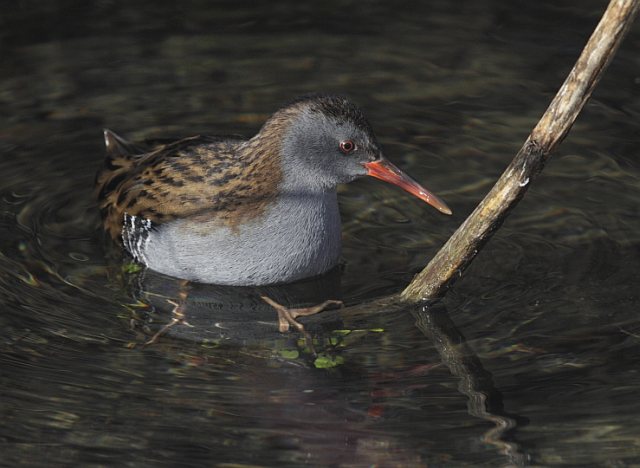 Wasserralle &copy; Arnold Schuchter